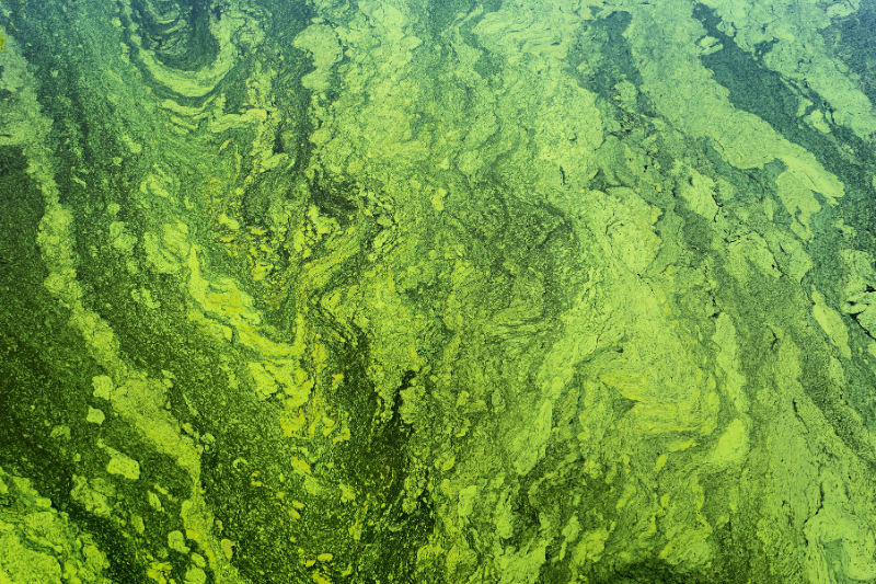 algae in water tank